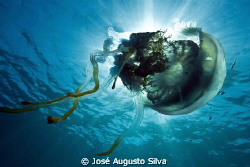 jellyfish, nikon D700, 17-35mmNikon zoom lens by José Augusto Silva 